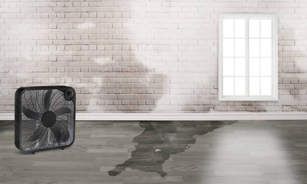 Best Professional water damage repair  in Lavalette, WV
