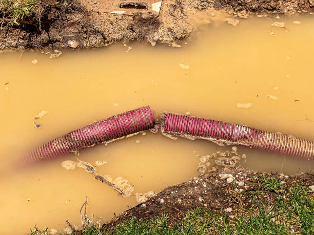 Best Carpet water damage restoration  in Lavalette, WV